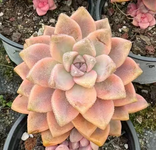 plant Aeonium Echeveria Haworthia  Caudex  Lithops Cactus  Agave 