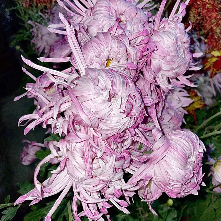 Edo Chrysanthemum Seeds-Precious Pearl