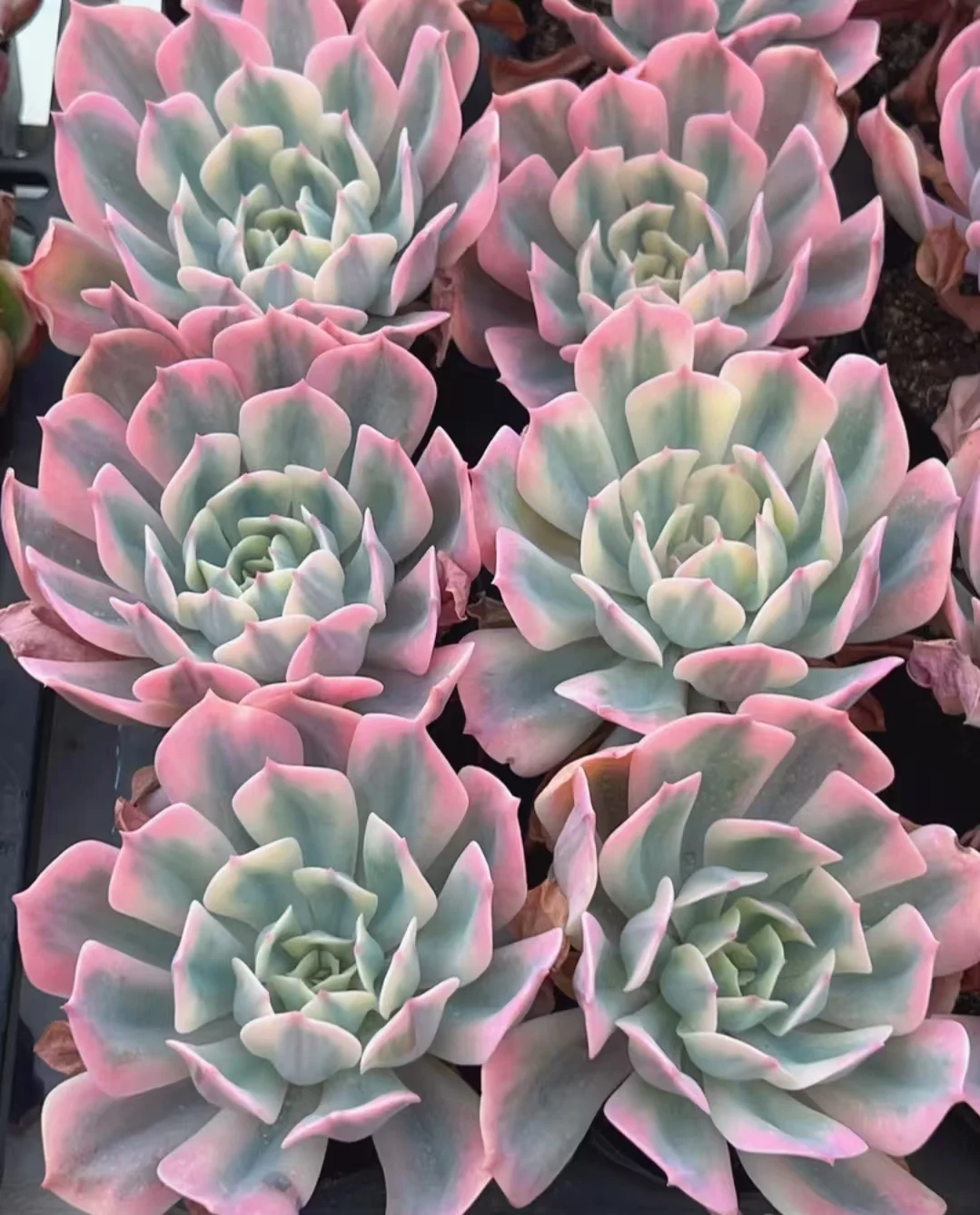 plant Aeonium Echeveria Haworthia  Caudex  Lithops Cactus  Agave 