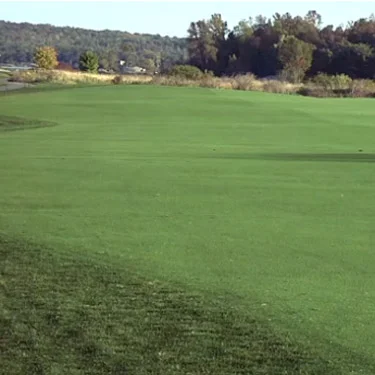 Crystal Bluelinks Bent Grass