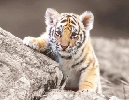 super cute tiger baby