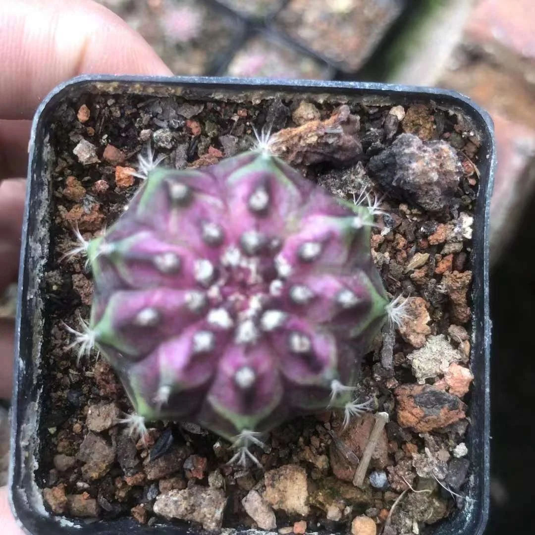666.  Poseidon /Cactus plants  / Succulent plants/Garden landscape / Carefully select healthy plants