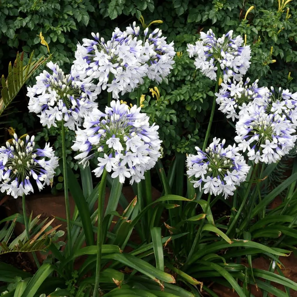 Agapanthus 'Twister' African Lily