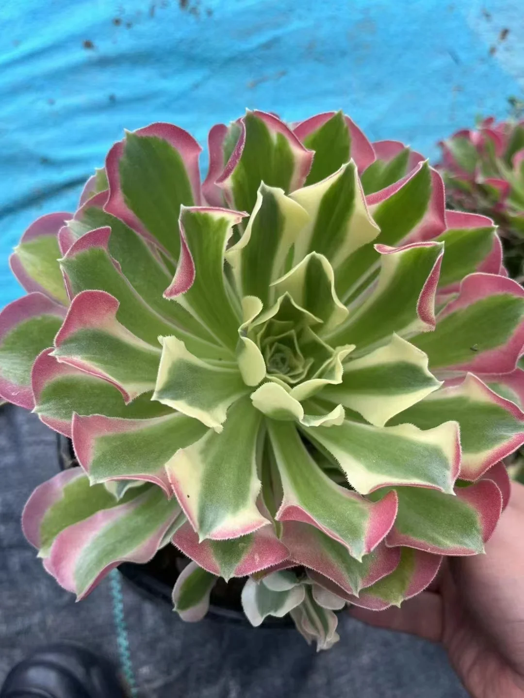 plant Aeonium Echeveria Haworthia  Caudex  Lithops Cactus  Agave 