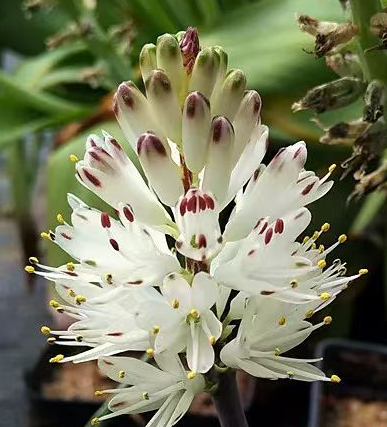 plant Aeonium Echeveria Haworthia  Caudex  Lithops Cactus  Agave 