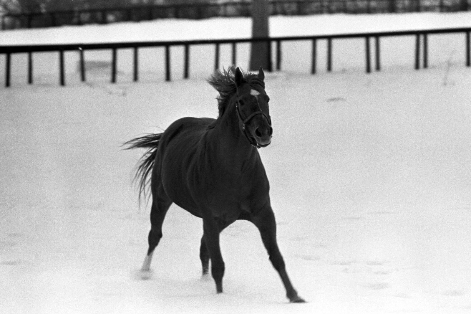 Ron Turcotte SECRETARIAT Claiborne Farm Horse Racing 8x10 Photo Poster painting TripleCrown 1976