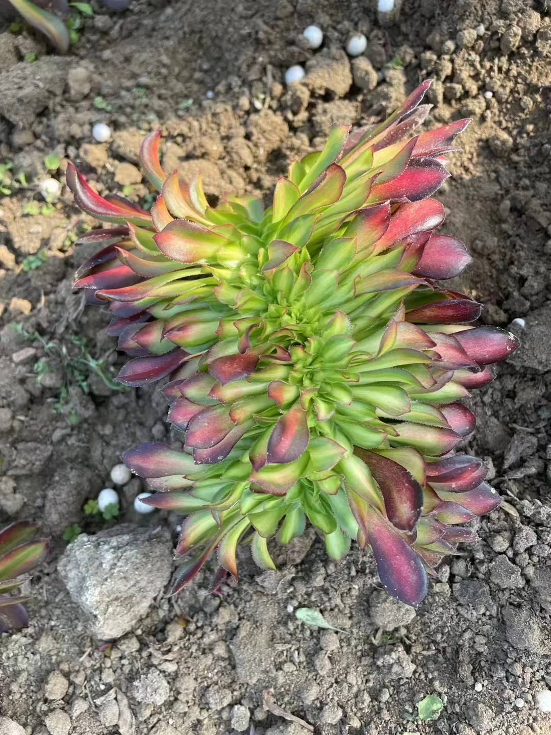 plant Aeonium Echeveria Haworthia  Caudex  Lithops Cactus  Agave 