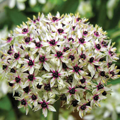 Allium Karataviense