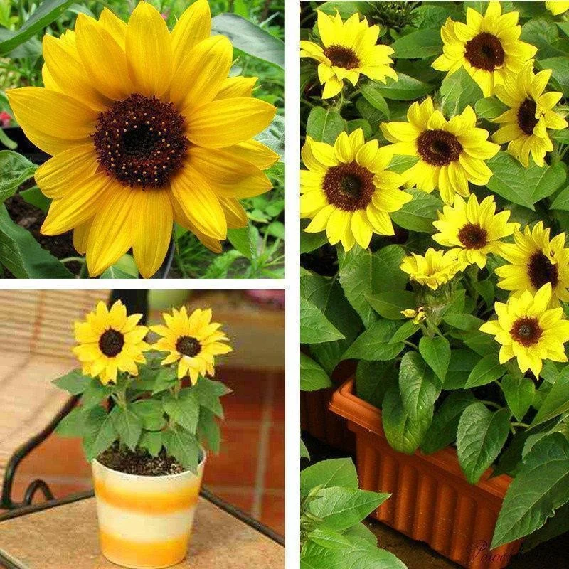 40pcs Dwarf Sunflower Seeds Rare Flower Seeds JONY PARK