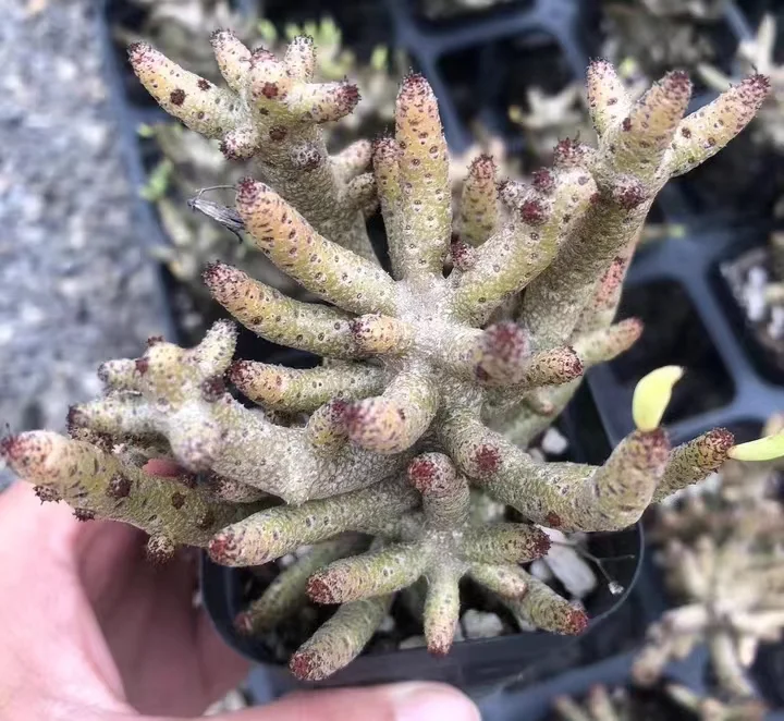 plant Aeonium Echeveria Haworthia  Caudex  Lithops Cactus  Agave 