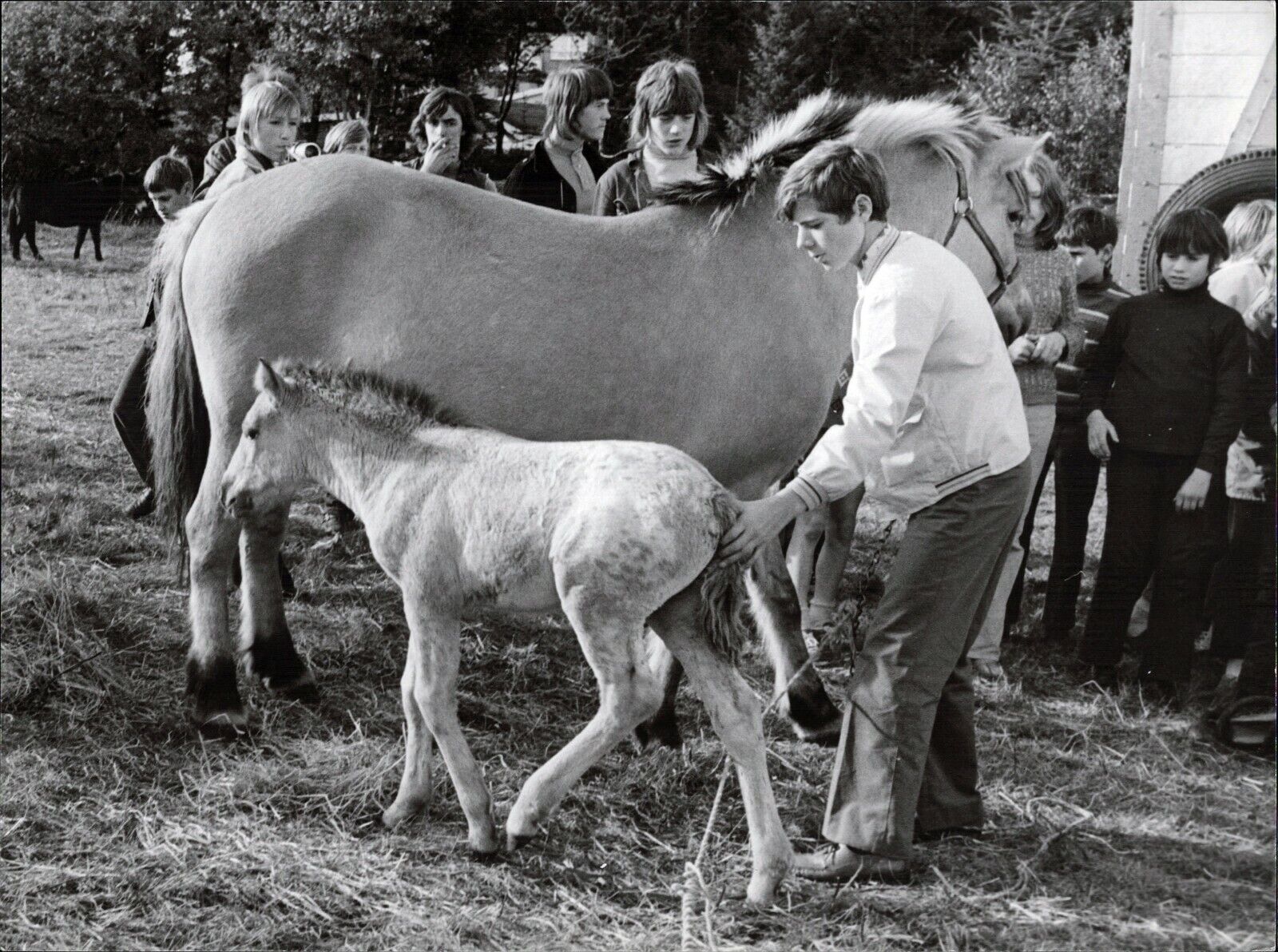 Heintje With Pferd And Foal - Vintage Press Photo Poster painting Norbert Unfried (U-7013