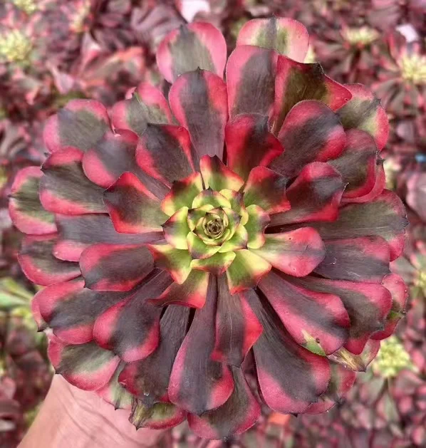 417.Pink miki single head and cutting/ Aeonium single head and cutting/Aeonium plants/ Succulent plants / Garden landscape / Carefully select healthy plants