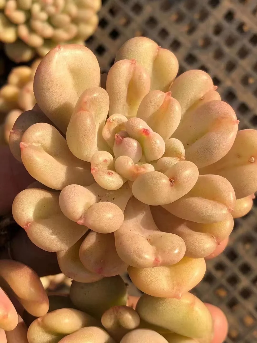361.Bill Gates  single head 4-5cm /Echeveria /  Succulent plants / Garden landscape / Carefully select healthy plants