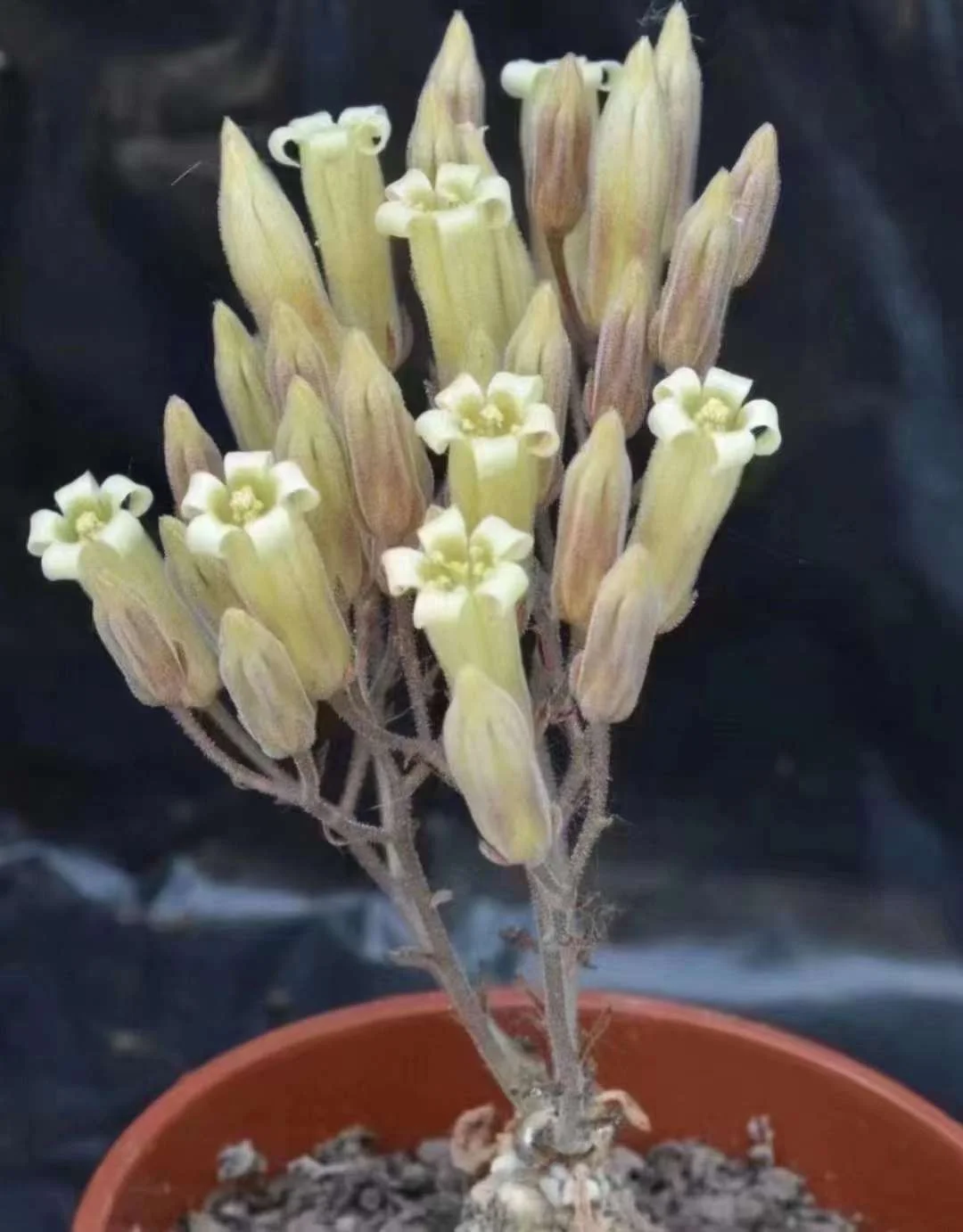 818. Tylecodon sulphureus var sulphureus 1-1.5cm / Caudex  / Succulent plants / Garden landscape / Carefully select healthy plants