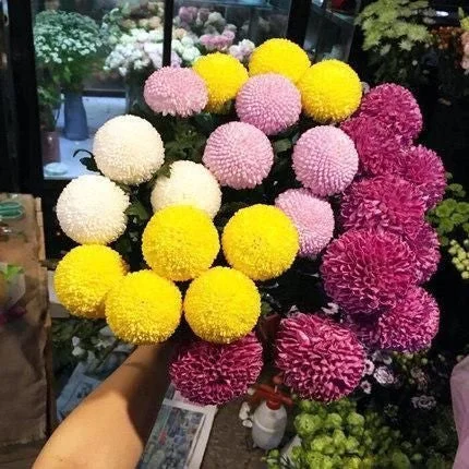 20 colorful ping pong chrysanthemum seeds