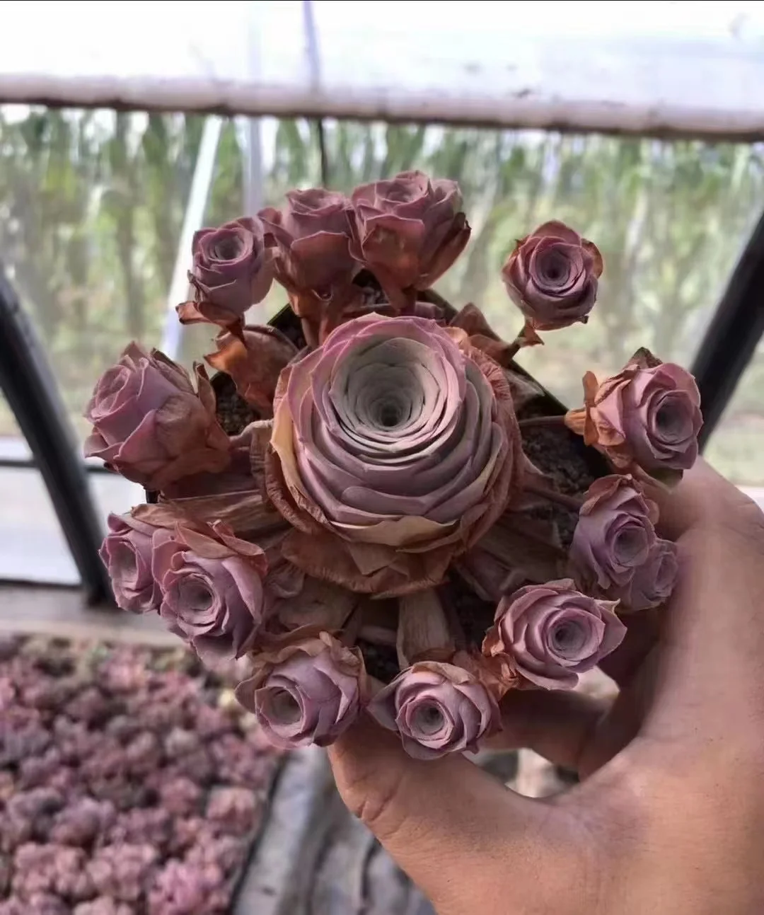 plant Aeonium Echeveria Haworthia  Caudex  Lithops Cactus  Agave 