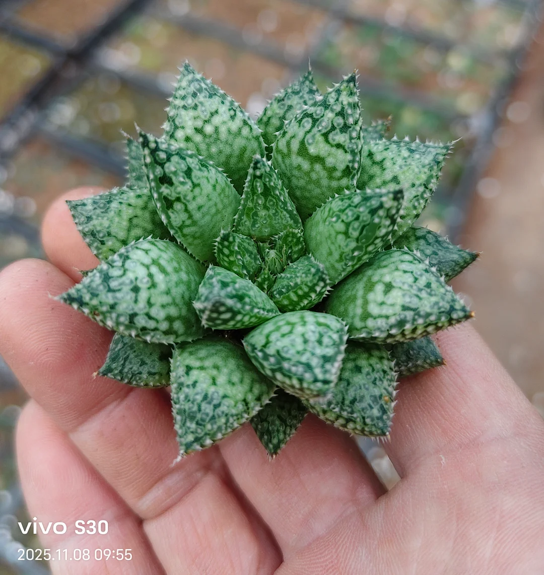 plant Aeonium Echeveria Haworthia  Caudex  Lithops Cactus  Agave 