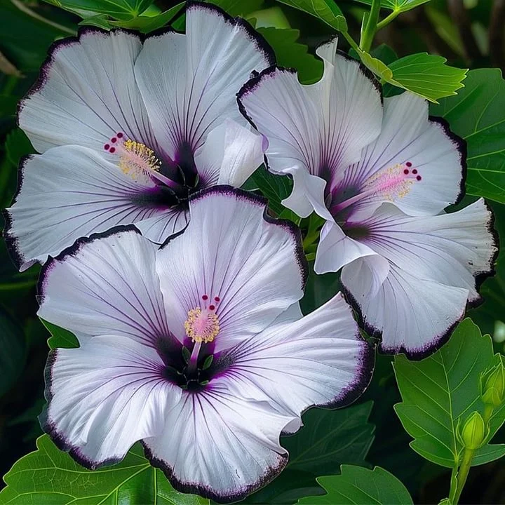 Silver Edge-Double Hibiscus Bulbs