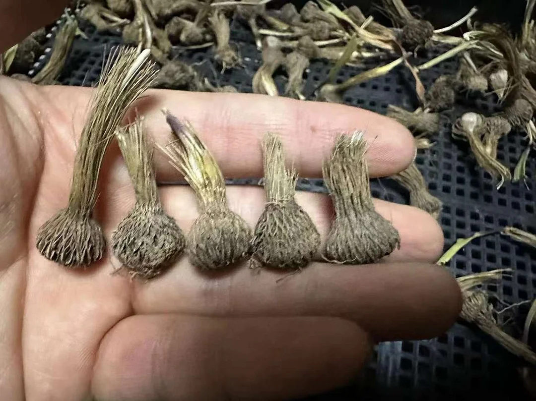 plant Aeonium Echeveria Haworthia  Caudex  Lithops Cactus  Agave 