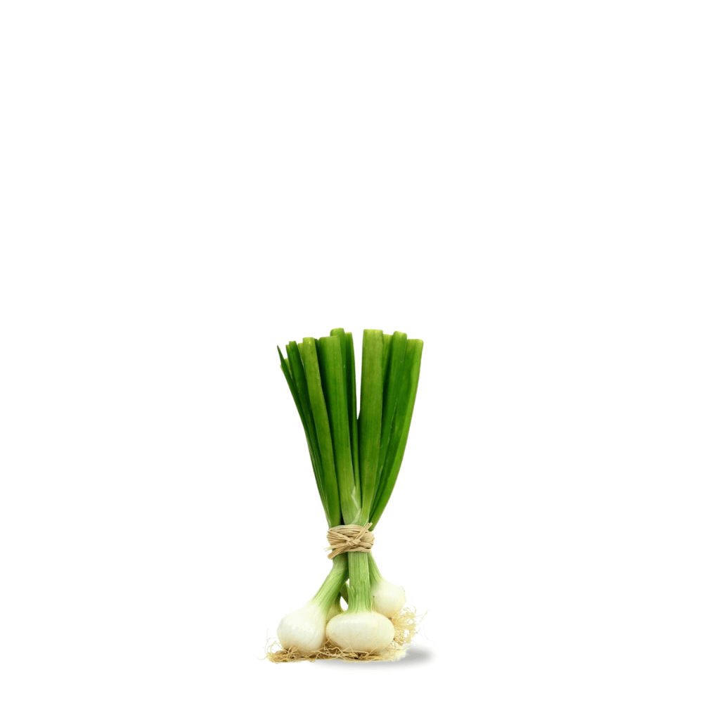 Heirloom Green Onion Seeds &ndash; Blanca de Lisbonne | Classic White Stem