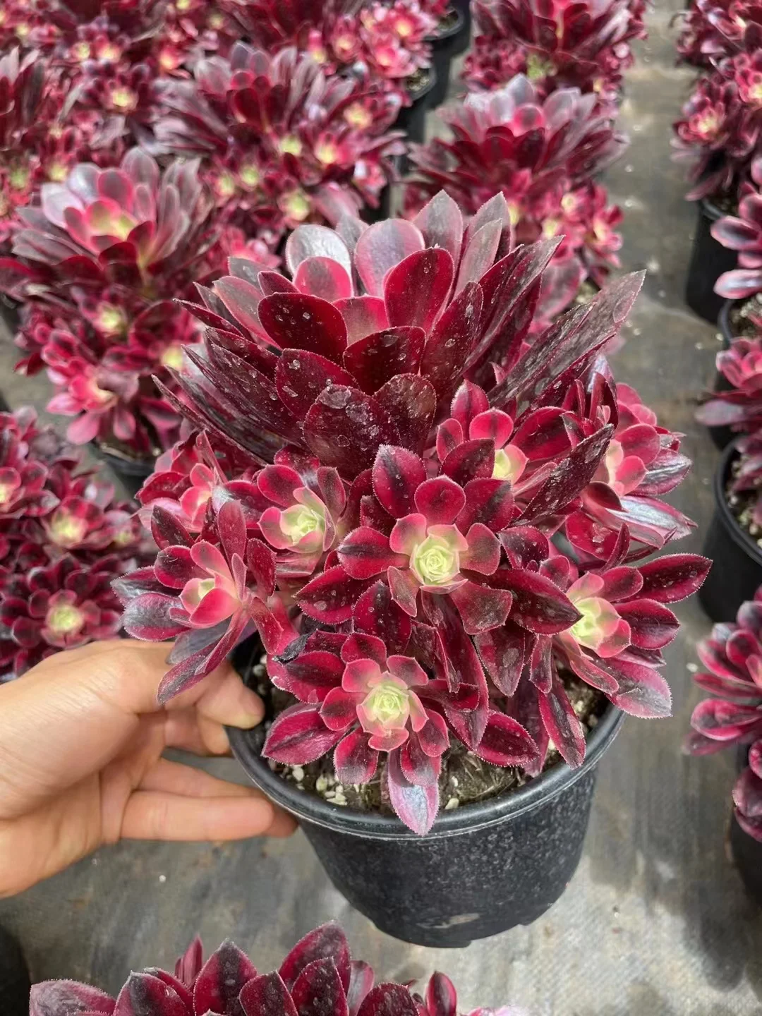 66.   Medusa cluster/ Aeonium cluster/ Succulent plants / Garden landscape / Carefully select healthy plants