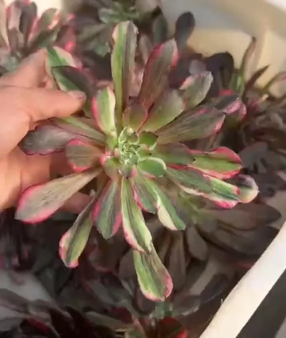 plant Aeonium Echeveria Haworthia  Caudex  Lithops Cactus  Agave 