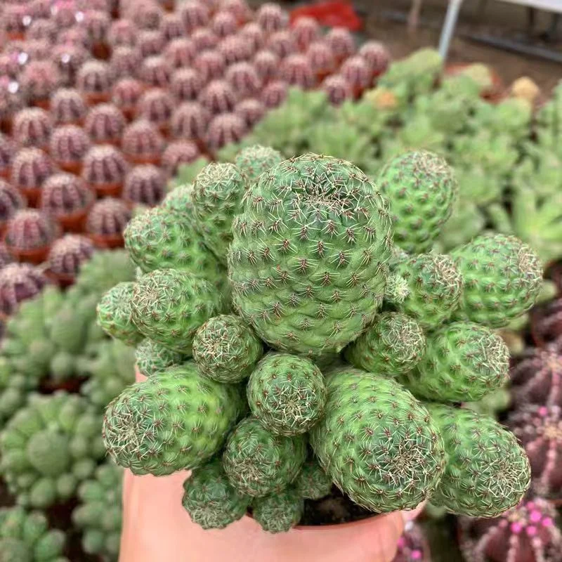 plant Aeonium Echeveria Haworthia  Caudex  Lithops Cactus  Agave 