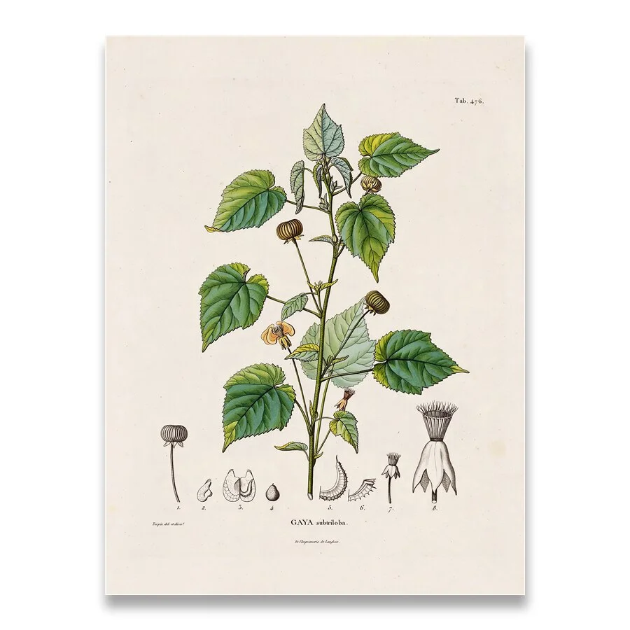 Botanical Studies Vintage Posters and Prints Antique French Plant Illustrations Canvas Painting Botany Wall Art Pictures Decor