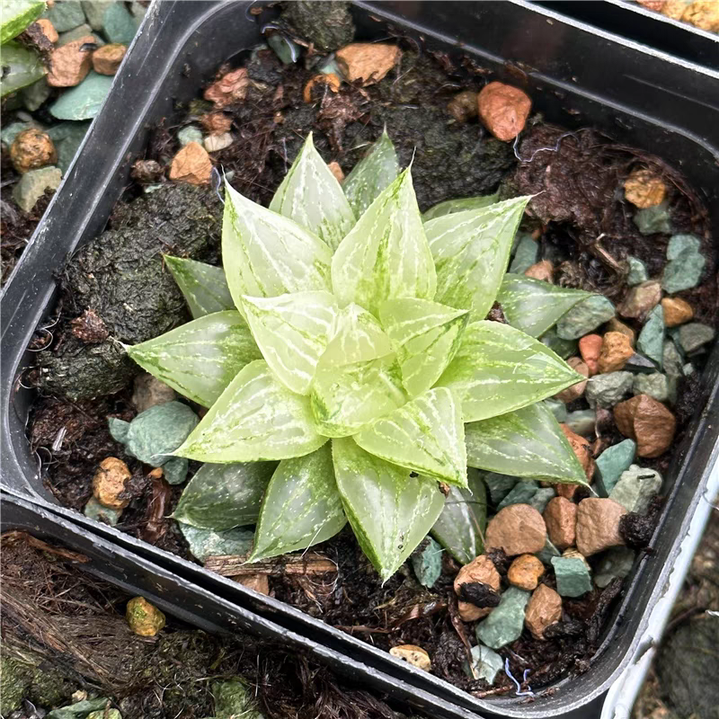 bjbm64.Haworthia Kegazato Variegated 3-4cm / Haworthia/ Succulent plants / Garden landscape / Carefully select healthy plants