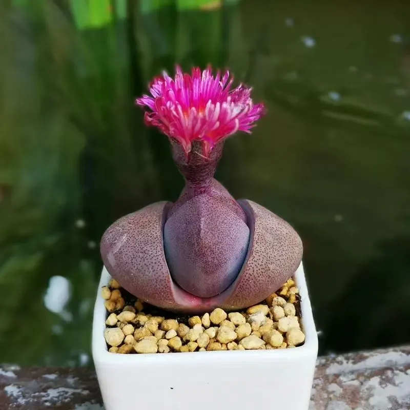 plant Aeonium Echeveria Haworthia  Caudex  Lithops Cactus  Agave 