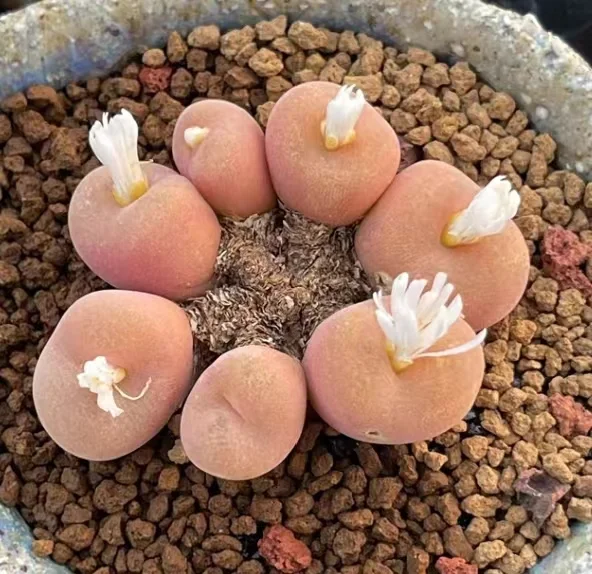 plant Aeonium Echeveria Haworthia  Caudex  Lithops Cactus  Agave 