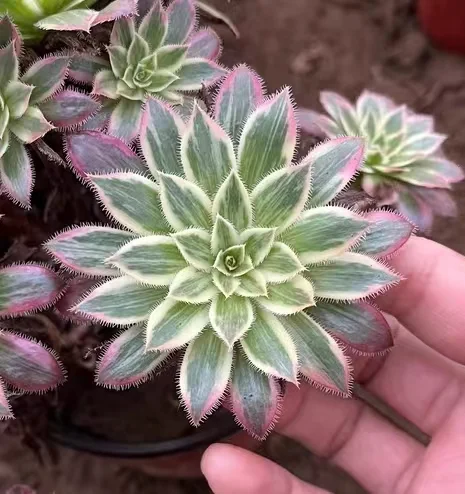 plant Aeonium Echeveria Haworthia  Caudex  Lithops Cactus  Agave 