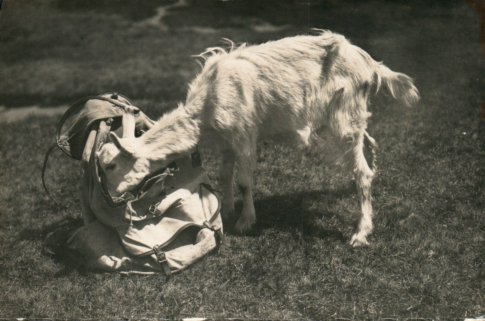 Vintage Die Kleine Brotnascherin Auf Besuch Goat RPPC Real Photo Poster painting Postcard