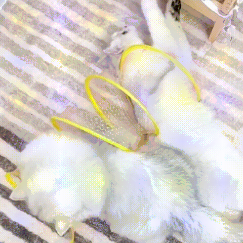 Cat Tunnel Toy - Last Sale 70% Off