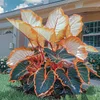 Rare Hosta Flower Seeds