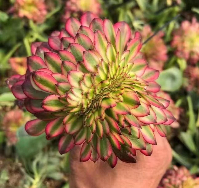 plant Aeonium Echeveria Haworthia  Caudex  Lithops Cactus  Agave 