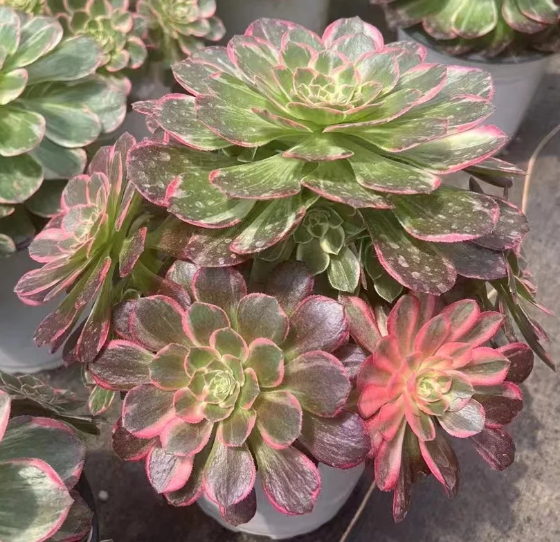 plant Aeonium Echeveria Haworthia  Caudex  Lithops Cactus  Agave 