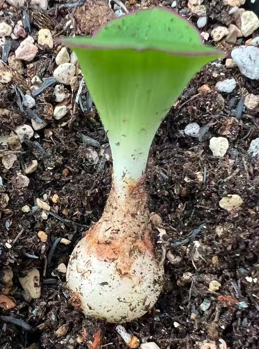 plant Aeonium Echeveria Haworthia  Caudex  Lithops Cactus  Agave 