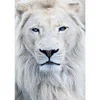 uk.everydayedeals (Limited Stock)Diamond Painting - Full Square - Lion