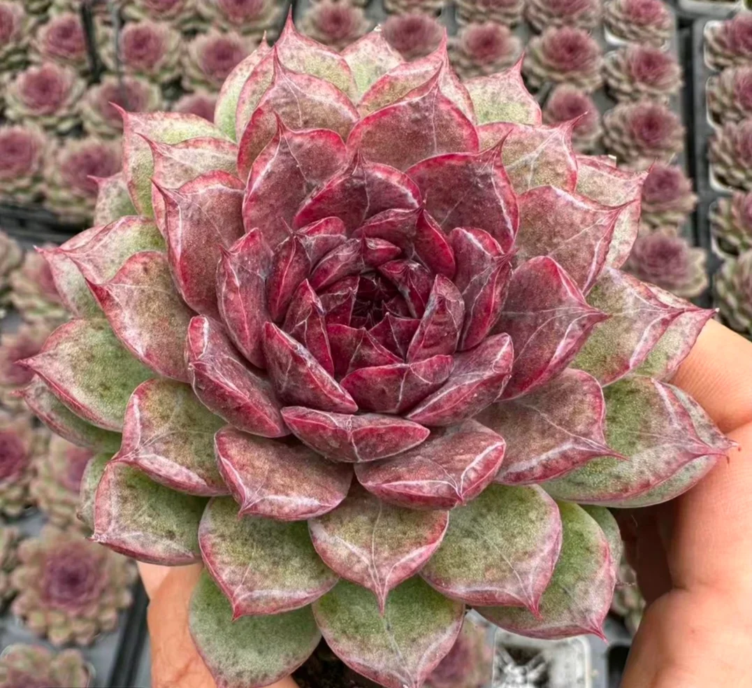 plant Aeonium Echeveria Haworthia  Caudex  Lithops Cactus  Agave 