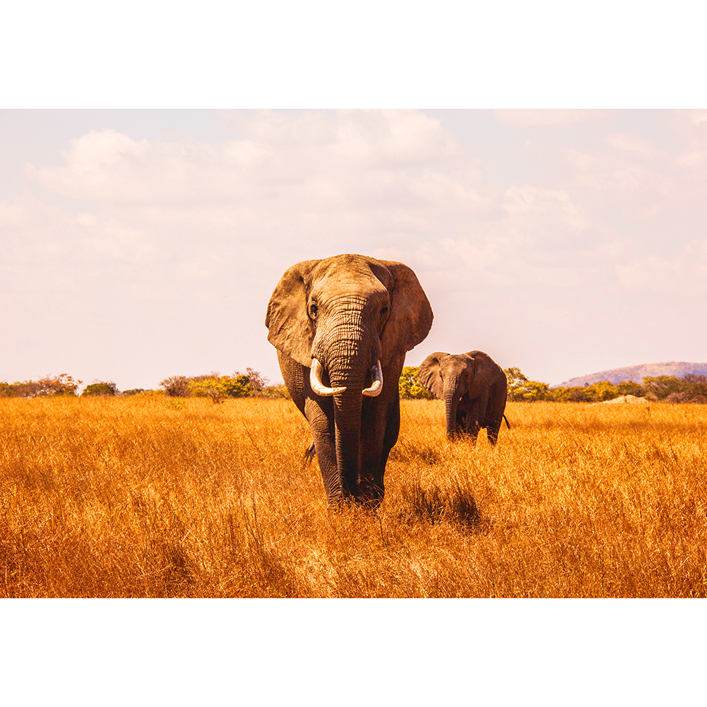 

Nature Elephant - 1000 Pieces Jigsaw Puzzle, 501 Original