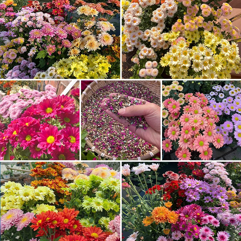 Mixed Perennial Chrysanthemum Seeds