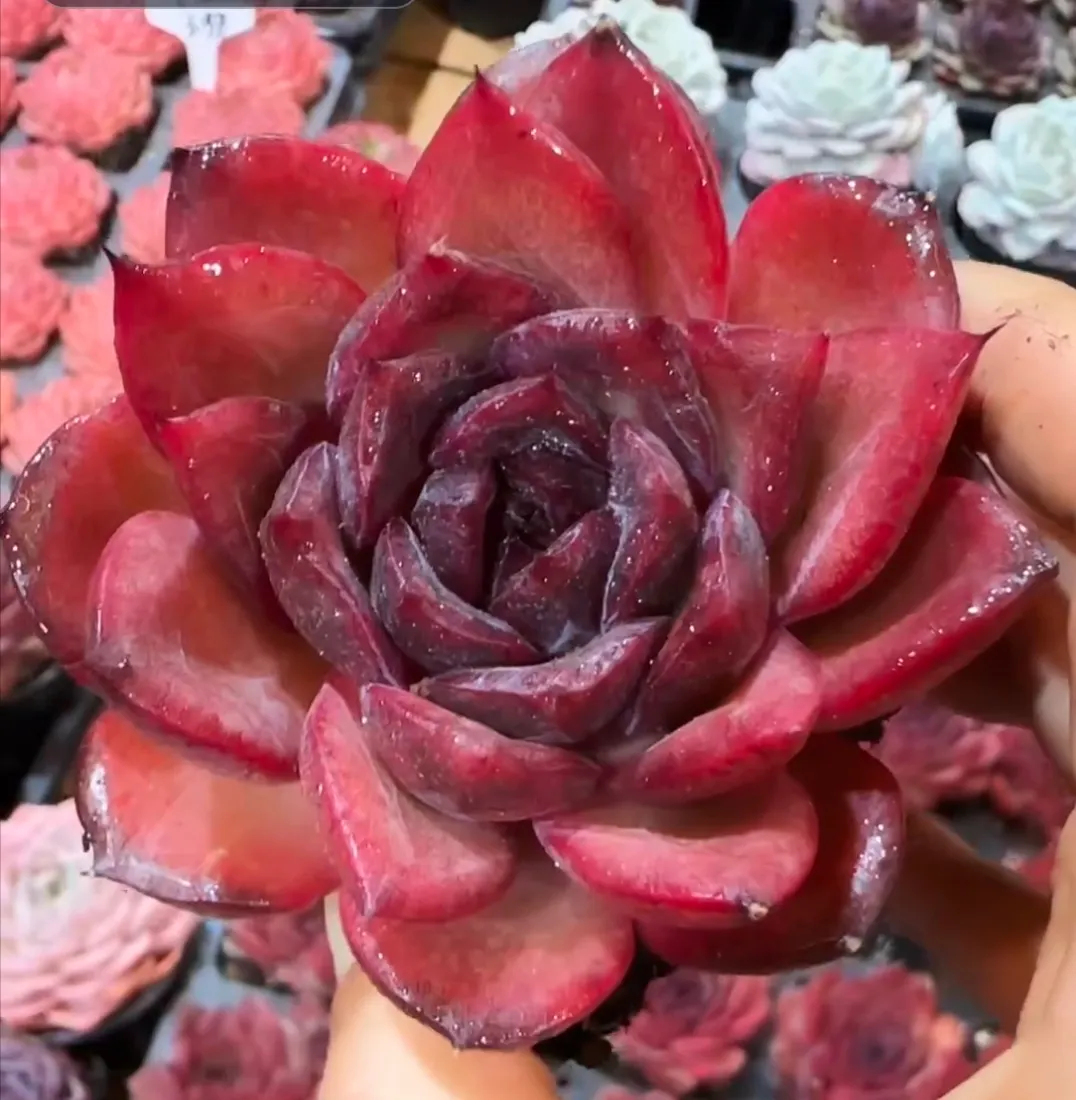 plant Aeonium Echeveria Haworthia  Caudex  Lithops Cactus  Agave 