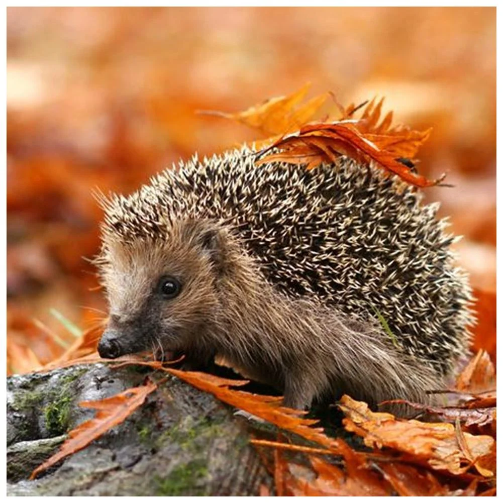 Full Round Diamond Painting - Autumn Hedgehog(30*30cm)