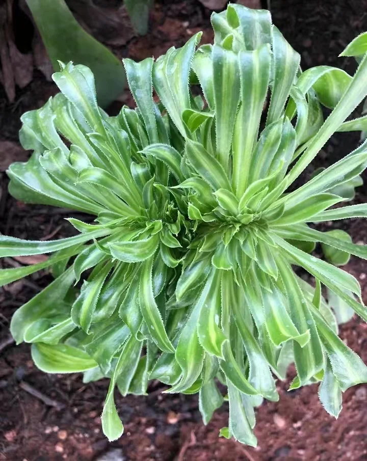 plant Aeonium Echeveria Haworthia  Caudex  Lithops Cactus  Agave 