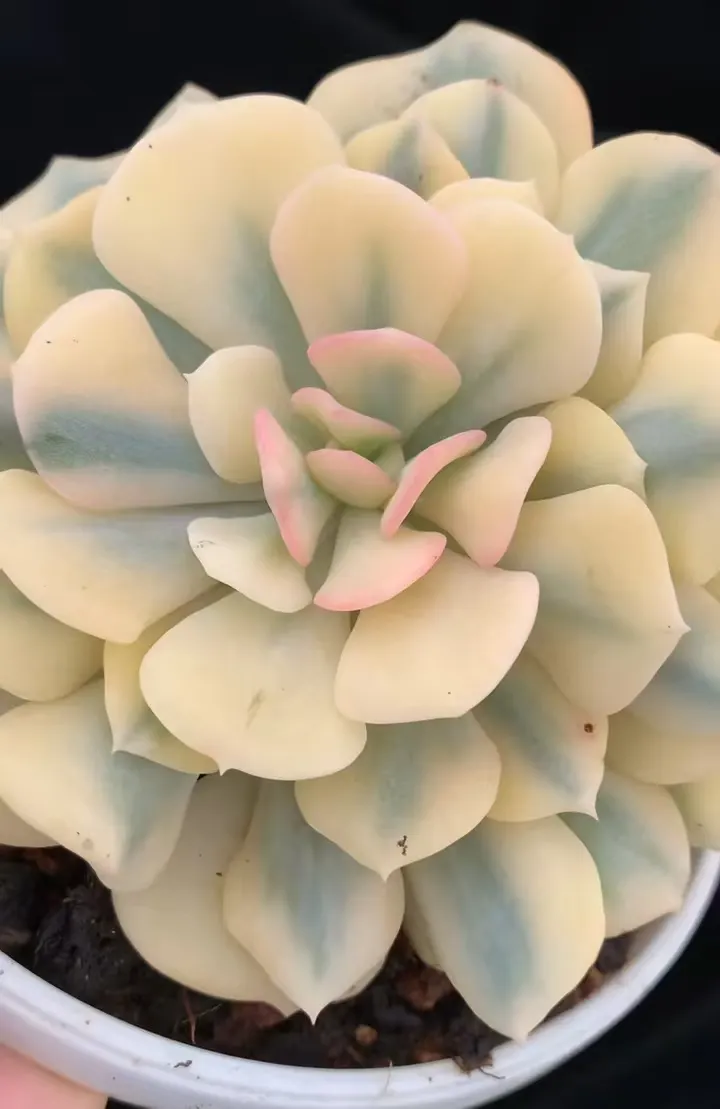 plant Aeonium Echeveria Haworthia  Caudex  Lithops Cactus  Agave 