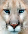 White  Lion | Full Square Diamond Painting Kits