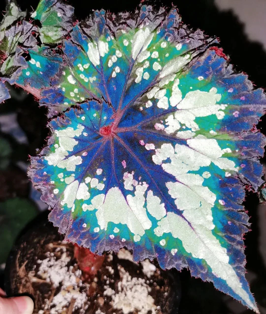 Christmas Carnival Begonia Seeds