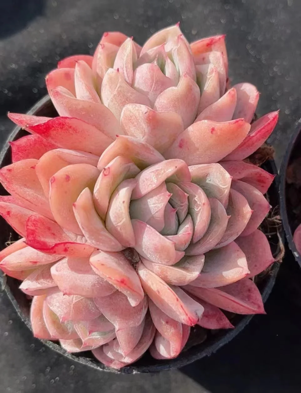 238. Falling Sakura  single head and cluster / Echeveria /  Succulent plants / Garden landscape / Carefully select healthy plants