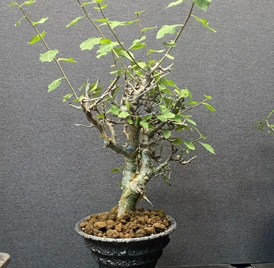 plant Aeonium Echeveria Haworthia  Caudex  Lithops Cactus  Agave 